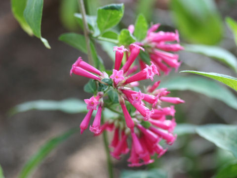 Cestrum elegans