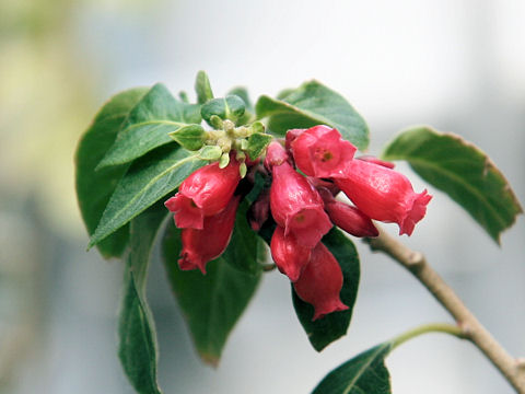 Cestrum elegans