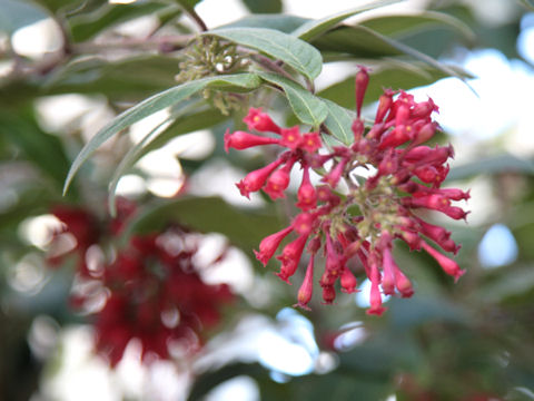 Cestrum elegans