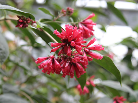 Cestrum elegans