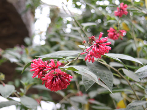 Cestrum elegans