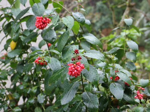 Cestrum elegans