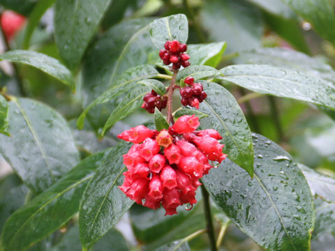 Cestrum elegans