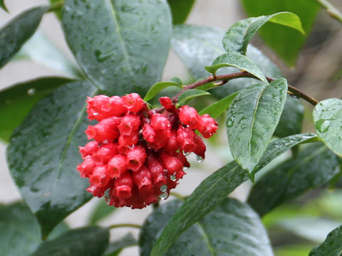 Cestrum elegans