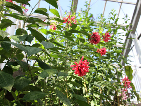 Cestrum elegans