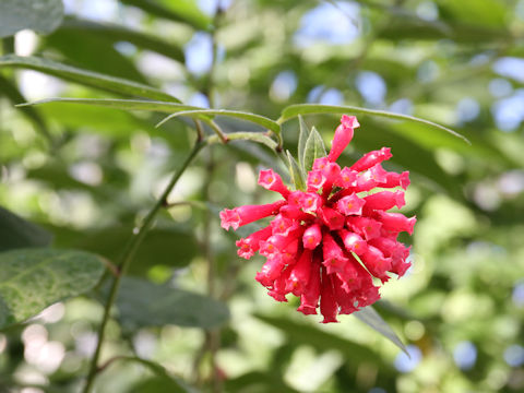 Cestrum elegans