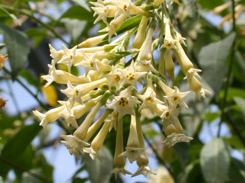 Cestrum parqui