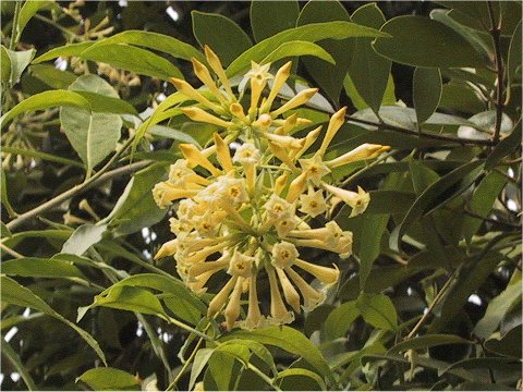 Cestrum parqui