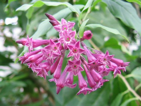 Cestrum cv. Purple Elegans