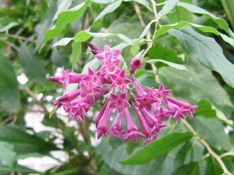 Cestrum cv. Purple Elegans