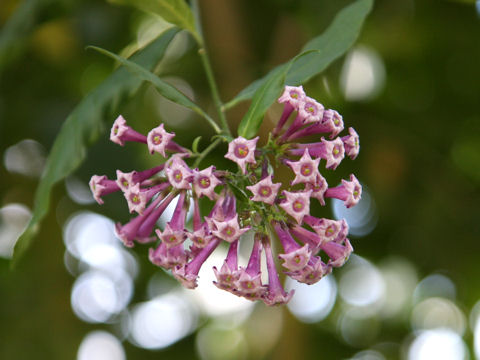 Cestrum cv. Purple Elegans