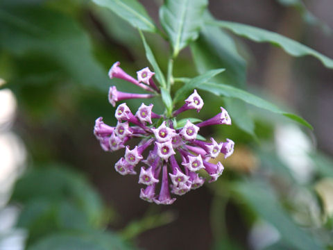 Cestrum cv. Purple Elegans