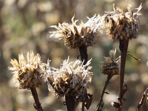 Cevallia sinuata