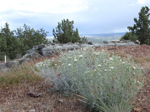 Chaenactis douglasii