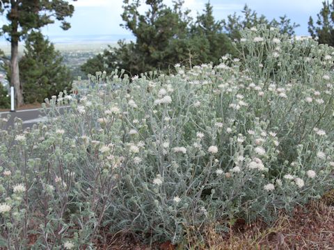 Chaenactis douglasii