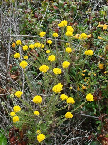 Chaenactis glabriuscula