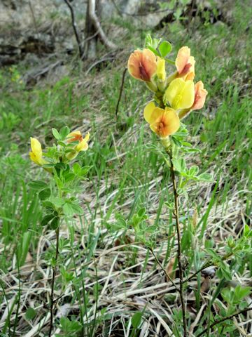 Chamaecytisus hirsutus