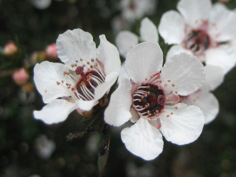 Chamelaucium sp.