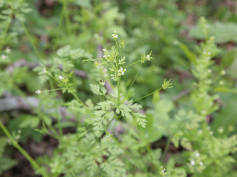 Chaerophyllum procumbens