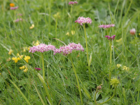 Chaerophyllum hirsutum var roseum