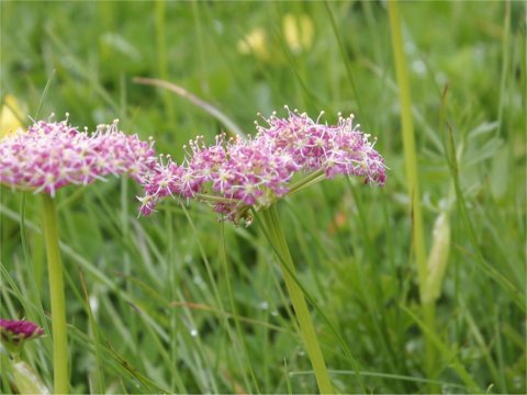 Chaerophyllum hirsutum var roseum