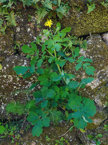 Chelidonium majus