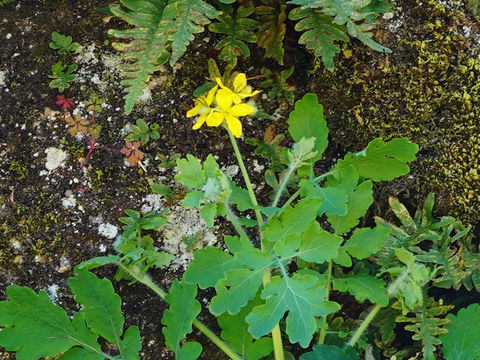 Chelidonium majus