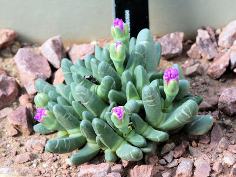 Cheiridopsis purpurea