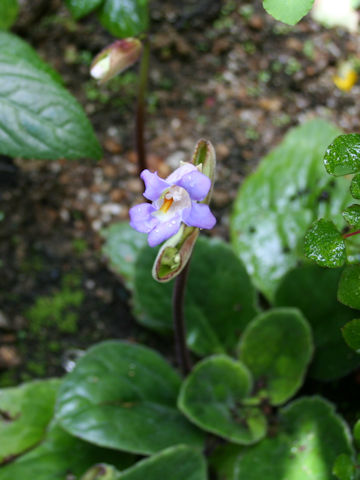 Chirita sinensis var. latifolia