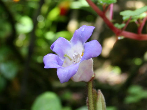 Chirita sinensis var. latifolia
