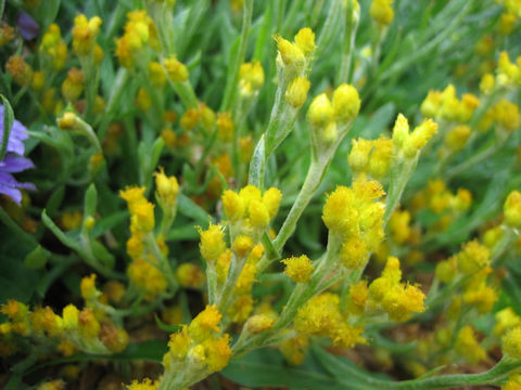 Chrysocephalum apiculatum