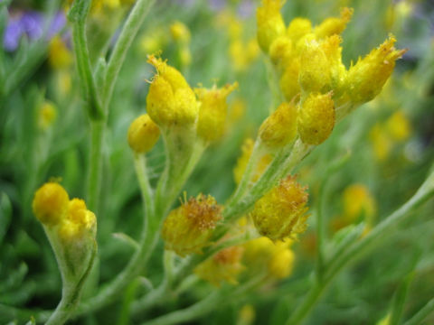 Chrysocephalum apiculatum