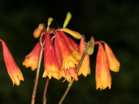 Blandfordia grandiflora