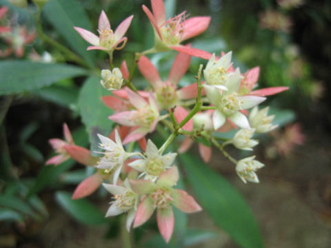 Ceratopetalum gummiferum