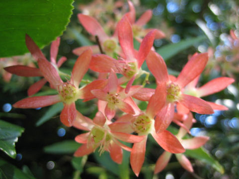 Ceratopetalum gummiferum