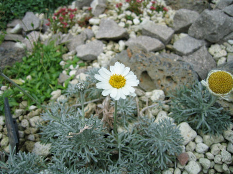 Chrysanthemum hosmariense