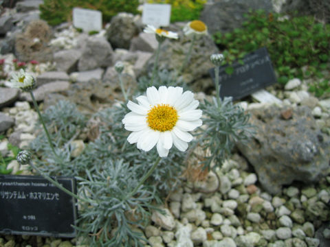 Chrysanthemum hosmariense