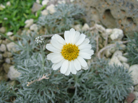 Chrysanthemum hosmariense