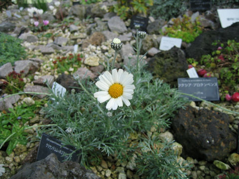 Chrysanthemum hosmariense