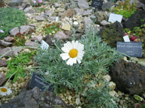 Chrysanthemum hosmariense