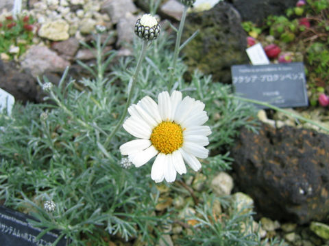 Chrysanthemum hosmariense