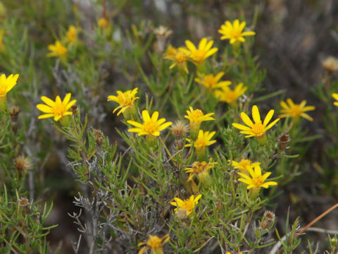 Chrysactinia mexicana