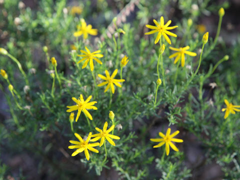 Chrysactinia mexicana