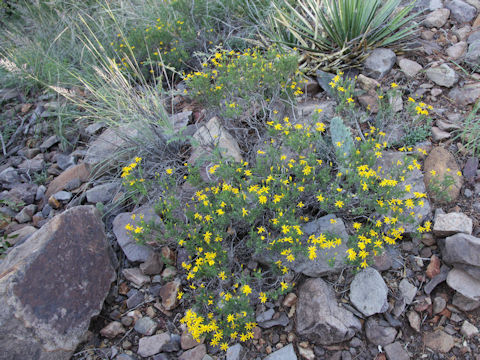 Chrysactinia mexicana