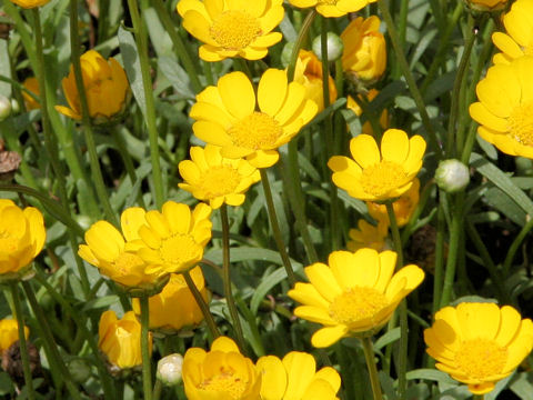 Chrysanthemum multicaule