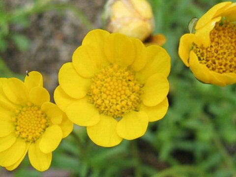 Chrysanthemum multicaule