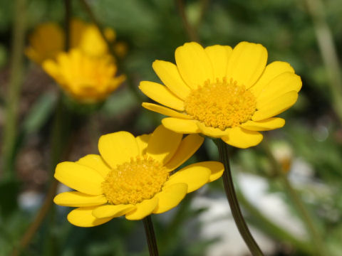 Chrysanthemum multicaule