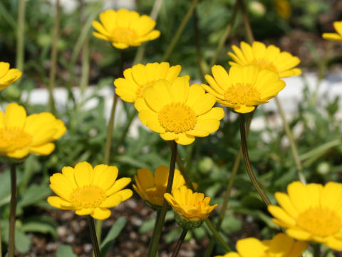 Chrysanthemum multicaule