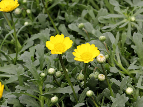 Chrysanthemum multicaule