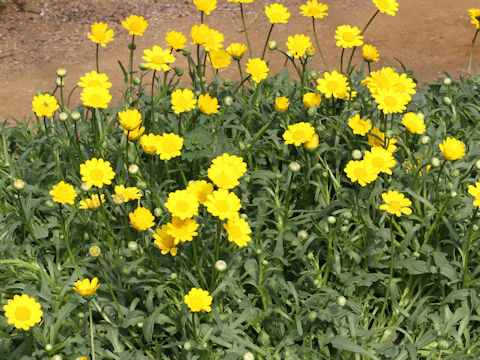 Chrysanthemum multicaule